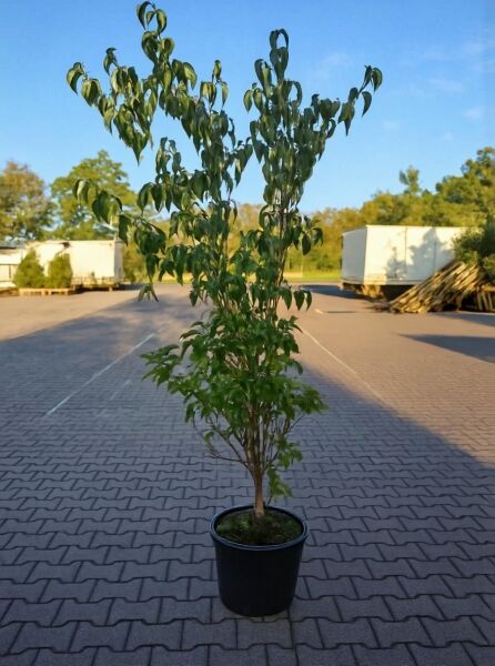 Japanischer Blumen-Hartriegel Cornus kousa 'Robert's Select', 175-200 cm, C20, mehrstämmiger Strauch im Container mit grünem Laub