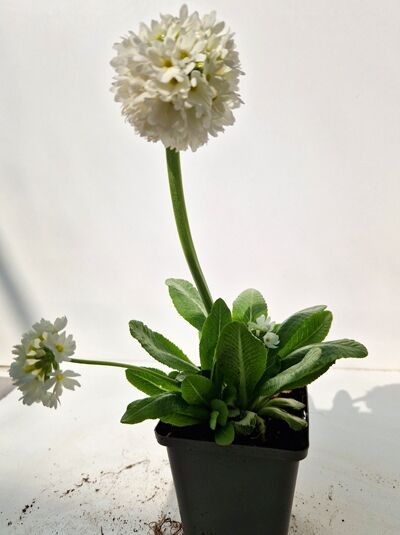 Kugel-Primel 'Alba' / Kugel-Primel 'Alba'