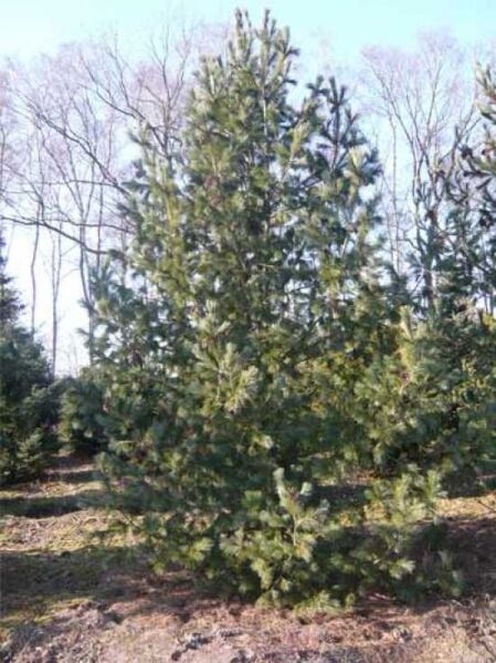 Mazedonische Kiefer / Rumelische Kiefer / Mazedonische Kiefer / Rumelische Kiefer