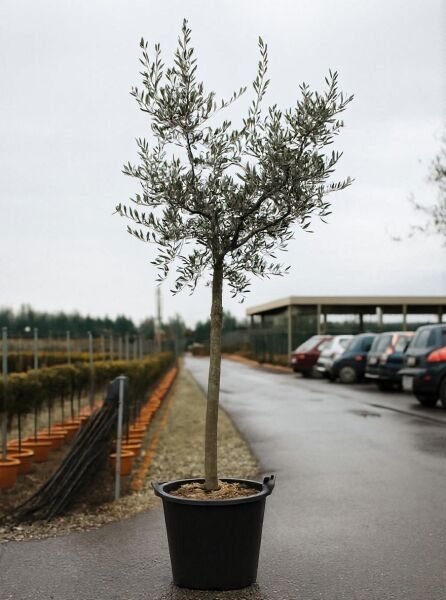 Olea europaea, Olivenbaum (Echter Ölbaum) Hochstamm 14-16 StU im Container mit schlankem Stamm und silbriggrünem Laub