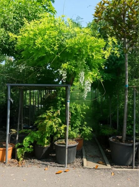 Weißer japanischer Blauregen Hochstamm (Wisteria floribunda 'Alba') im Container mit weißen, hängenden Blütentrauben.