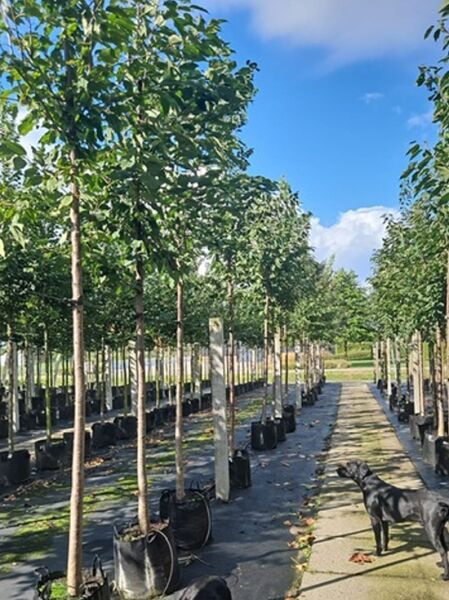 Prunus avium 'Early Rivers' / Süßkirsche 'Early Rivers' Hochstamm im Container, Baumreihe mit grünem Laub