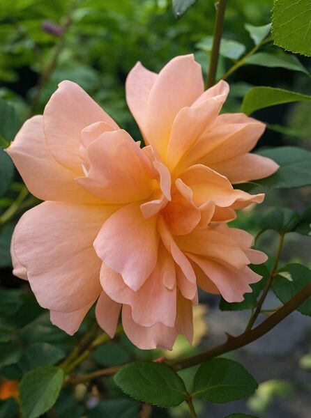 Englische Rose Rosa 'Dame Judi Dench' mit gefüllter apricotfarbener Blüte und grünem Laub am Trieb