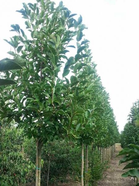 Magnolia loebneri 'Merrill' – Große Stern-Magnolie 'Merrill' Hochstamm mit grünem Laub in Baumschulreihe