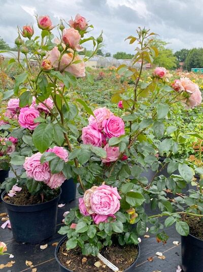 Rosa 'Dieter Müller' (Strauchrose) C10 im Topf mit rosa Blüten und grünem Laub im Baumschulbestand.