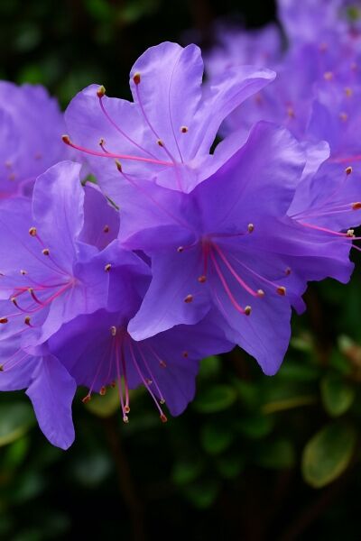 Zwerg-Rhododenron 'Blue Diamond' / Zwerg-Rhododenron 'Blue Diamond'