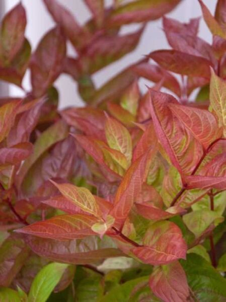 Weigela florida 'Wings of Fire®' / Weigelie 'Wings of Fire' mit rotgrünem Laub am Strauch