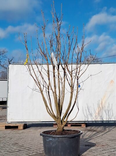 Syringa vulgaris 'Souvenir d' Alice Harding' (Gartenflieder) mehrstämmig, im Container, ca. 200-225 cm hoch