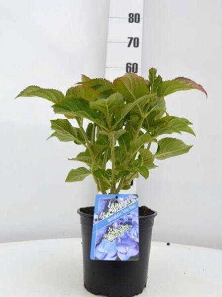 Teller-Hortensie Hydrangea macrophylla 'Blaumeise' im Kunststofftopf, 30–40 cm, C5, mit grünem Laub und Pflanzenetikett.
