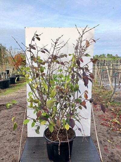 Japanischer Schneeball (Viburnum plicatum) 'Rotundifolium'/'Grandiflorum', Strauch im Container C35, 150–175 cm, verzweigt mit Laub