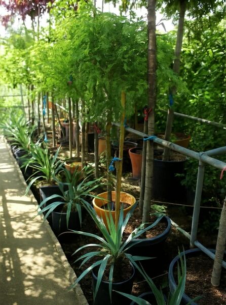 Wisteria sinensis 'Prematura' / Chinesischer Blauregen 'Prematura' als Hochstamm im Container, ca. 80 cm Stamm, C25