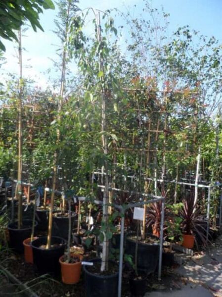 Hängende Himalayabirke (Betula utilis 'Long Trunk') 250-300 cm im Container C35, junger Baum mit schlankem Stamm und Laub.