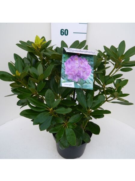 Catawba-Rhododendron 'Grandiflorum' / Catawba-Rhododendron 'Grandiflorum'