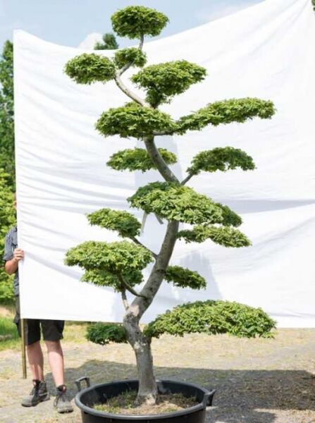 Feldulme (Ulmus minor) 'Jacqueline Hillier' als Garten-Bonsai, ca. 230 cm hoch und 150 cm breit, in Schale mit Etagenkrone.