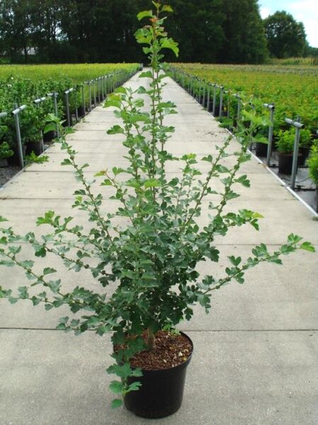 Echter Rotdorn (Crataegus laevigata) 'Paul's Scarlet', 100-125 cm, C12, mehrtriebiger Strauch im Topf mit grünem Laub.