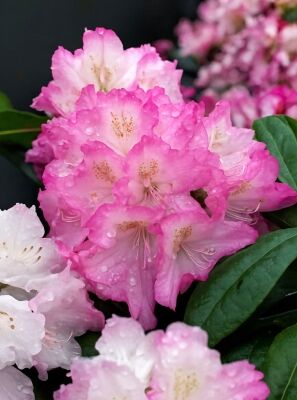 Mehrfarbig / bunt blhende Rhododendron und Azaleen gnstig kaufen