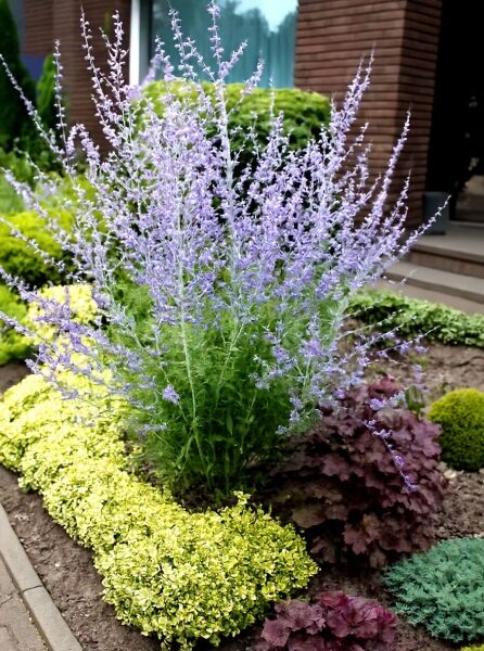 Perovskia atriplicifolia 'Blue Spire' / Blauraute 'Blue Spire' mit aufrechten, lavendelblauen Blütenrispen und silbrigem Laub