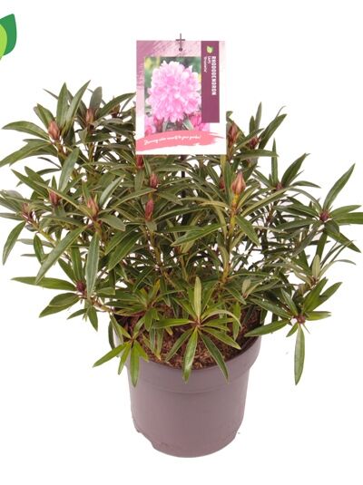Pontischer Rhododendron 'Graziella' / Rhododendron ponticum 'Graziella'
