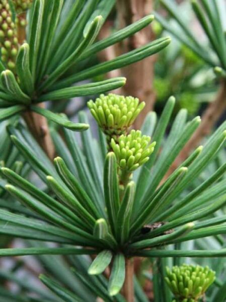 Sciadopitys verticillata 'Sternschnuppe' / Breitnadelige Schirmtanne