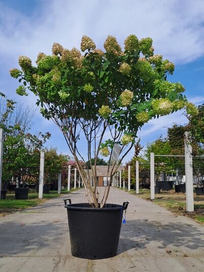 Limonenfarbene Rispen-Hortensie 150-175 cm 'Schirmform'  / Limonenfarbene Rispen-Hortensie 150-175 cm 'Schirmform' 