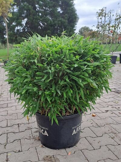 kleiner Formschnittbambus &#039;Moontears&#039; ® / Fargesia &#039;Moontears&#039; ®