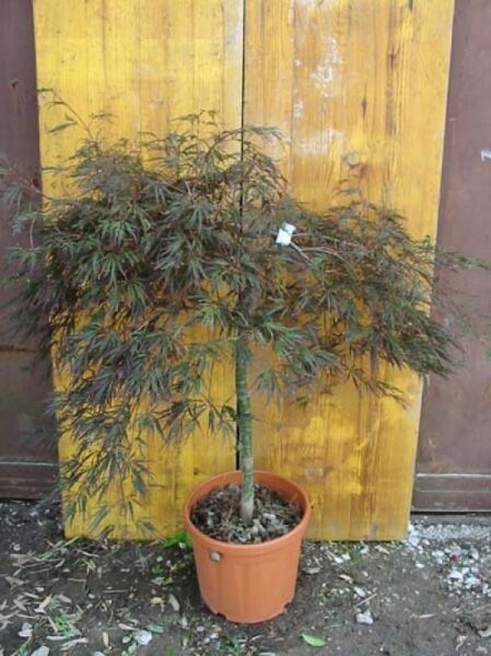 Roter Schlitz-Ahorn (Acer palmatum 'Dissectum Atropurpureum') auf Stamm, 80 cm Stamm, im C20-Topf mit rotem, fein geschlitztem Laub
