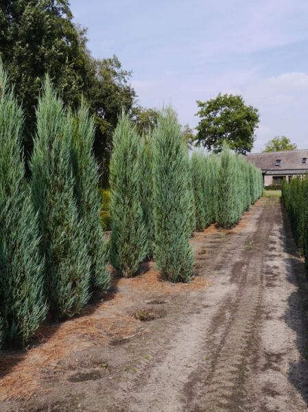 Blauer Raketen-Wacholder / Blauer Raketen-Wacholder