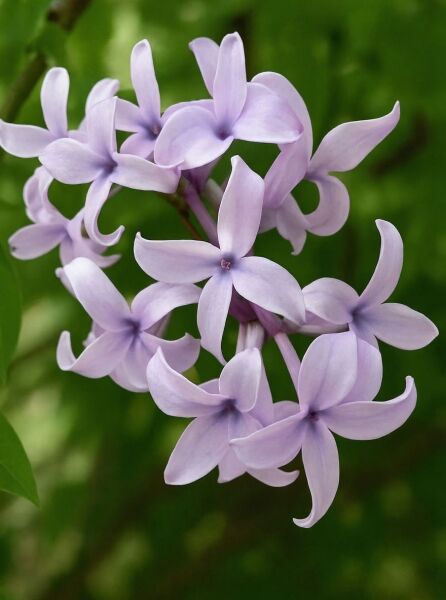Syringa laciniata (Persischer Flieder, Geschlitztblättriger Flieder) mit hellvioletten Blüten in Dolde, Nahaufnahme