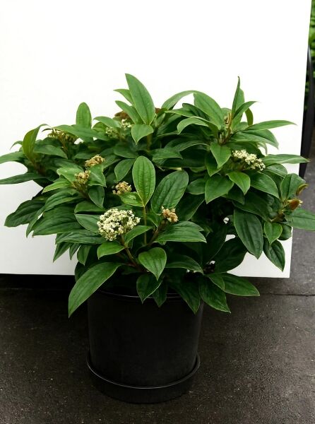 Viburnum davidii / Immergrüner Kissen-Schneeball 50-60 cm (breit) C20 im Topf, mit dunkelgrünem Laub und weißen Blütenständen.