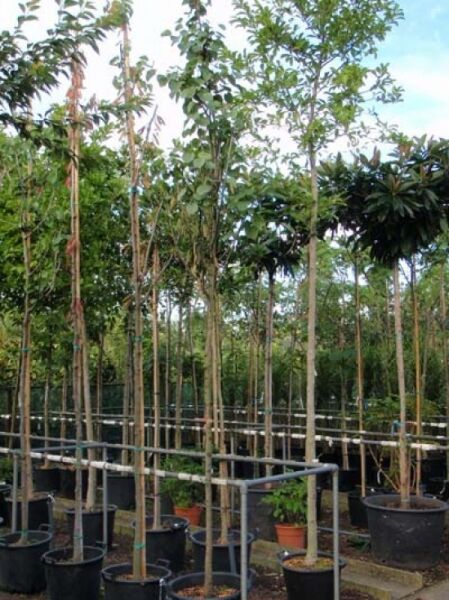 Cercis siliquastrum (Gewöhnlicher Judasbaum) Herzbaum Hochstamm 10-12 StU im Container, schlanker Stamm mit belaubter Krone
