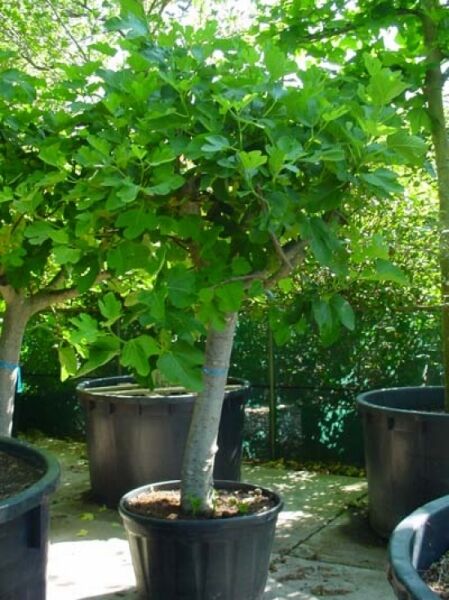 Echter Feigenbaum / Feige / Echter Feigenbaum / Feige