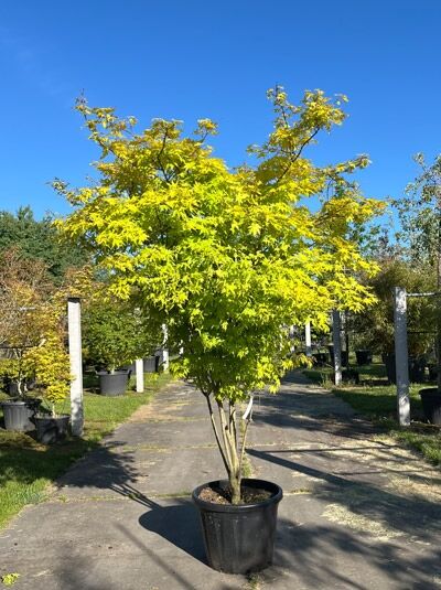 Fächer-Ahorn 'Summer Gold' 200-250 cm - Acer palmatum 'Summer Gold' (876023)