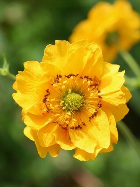 Nelkenwurz 'Goldball (Lady Stratheden)' / Geum chiloense 'Goldball (Lady Stratheden)'