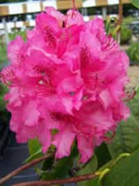 Rhododendron 'Cynthia' / Rhododendron Hybride 'Cynthia'