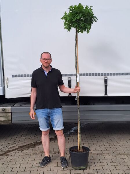 Quercus palustris 'Green Dwarf' – Kugelsumpfeiche/Nadel-Eiche 'Green Dwarf' als Hochstamm 180 cm im Container C15 mit Kugelkrone