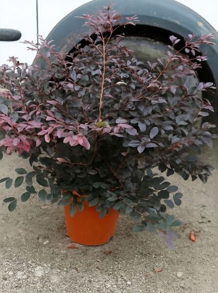 Loropetalum chinense 'Fire Dance', Riemenblüte, buschiger Strauch im C15-Topf, 50–80 cm, mit dunkelpurpurnem Laub