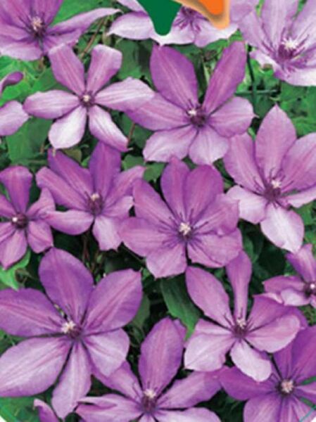 Waldrebe 'Sweet Secret' / Clematis 'Sweet Secret' PBR