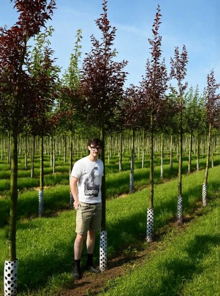 Prunus virginiana 'Shubert' / Virginische Trauben-Kirsche 'Shubert' Hochstamm im Feld, 14-16 StU, mit dunkelrotem Laub