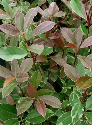 Weigrne Glanzmispel 'Pink Marble' - Photinia fraseri 'Pink Marble '