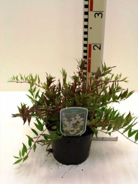Deutzia gracilis 'Nikko' / Maiblumenstrauch 'Nikko' / Zierliche Deutzie 'Nikko'