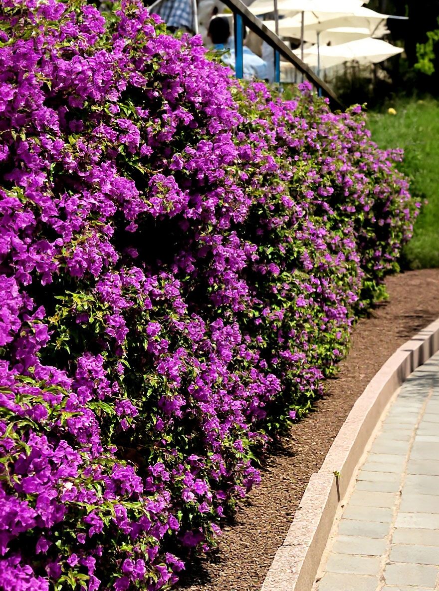 Drillingsblume 'Sanderiana' / Bougainvillea 'Sanderiana' - Bougainvillea  glabra 'Sanderiana'