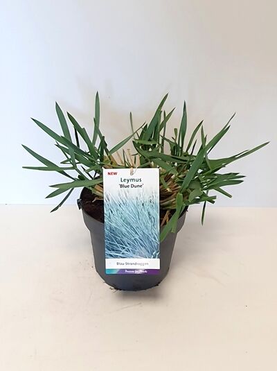 Blau-Strandroggen 'Blue Dune' - Leymus arenarius 'Blue Dune'