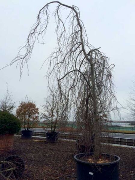 Fagus sylvatica 'Pendula' / Hänge-Buche 500-600 cm C1000 Solitär als Hochstamm im Container mit hängenden, kahlen Ästen.