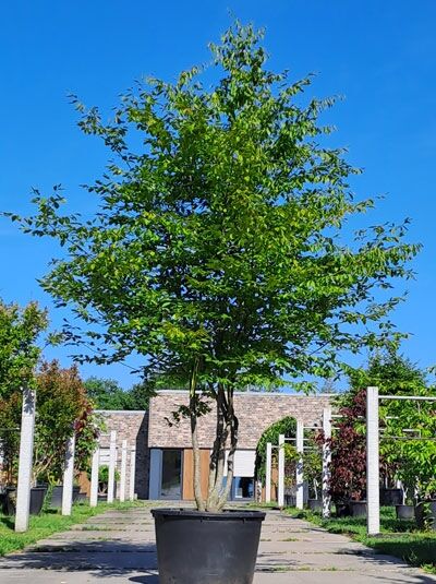 Carpinus betulus (Hainbuche/Weißbuche) mehrstämmig, 300–350 cm, im Container, Laubbaum mit grünen Blättern.