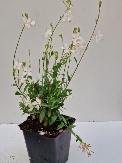 Gaura lindheimeri 'Snowstorm ®' / Prachtkerze 'Snowstorm ®' P9 im Topf, grüne Blätter und zarte weiße Blüten an langen Stielen.