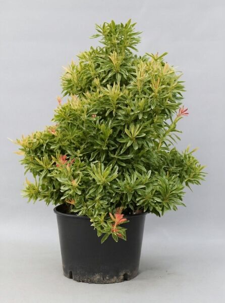 Pieris japonica 'Flaming Silver' / Japanische Lavendelheide 'Flaming Silver', 60-80 cm, C20, im Topf mit panaschiertem Laub
