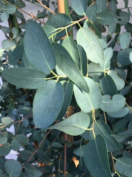 Eucalyptus gunnii / Mostgummi-Eukalyptus / Tasmanischer Eukalyptus
