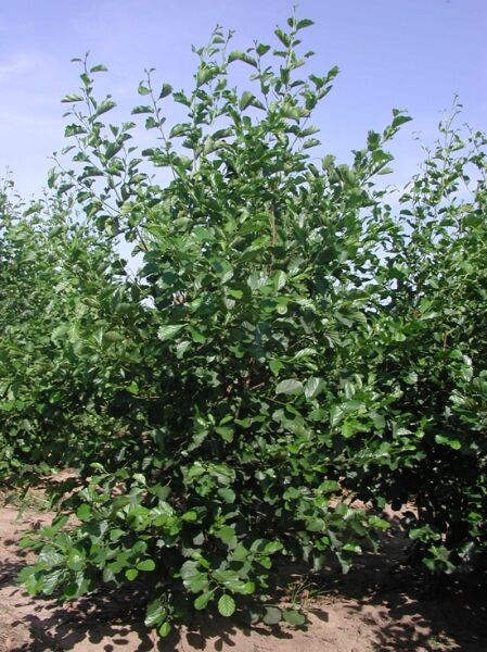 Alnus glutinosa (Schwarz-Erle/Rot-Erle), mehrstämmiger Baum 200–250 cm mit dichtem grünen Laub und aufrechtem Wuchs.