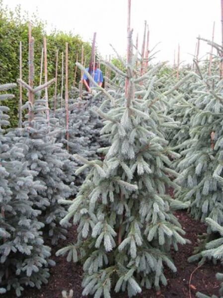 Engelmanns-Fichte 'Glauca' / Picea engelmannii 'Glauca'