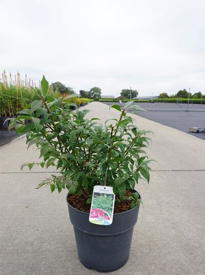 Euonymus alatus 'Compactus' – Niedriger Korkspindelstrauch 'Compactus' 30–40 cm C5, grüner Strauch im Pflanzcontainer mit Etikett.
